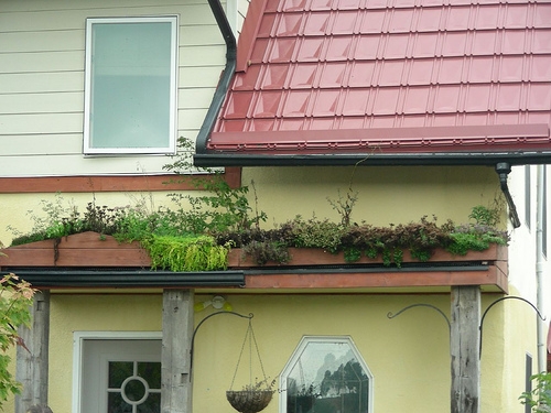Green Roof 